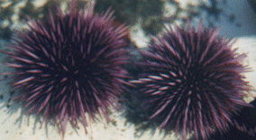 Purple Sea Urchins