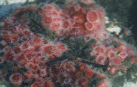 Corynactis californica